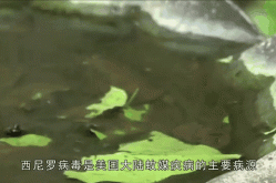 官方:本轮疫情病毒为德尔塔变异株（德尔塔变异株是什么病毒）