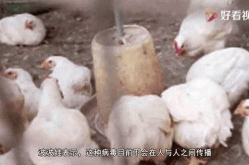 全球首次发现人感染h5n8型禽流感（近年来国内外多见的高致病性禽流感）
