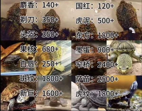各种龟的价格表图片 龟价格 市场行情
