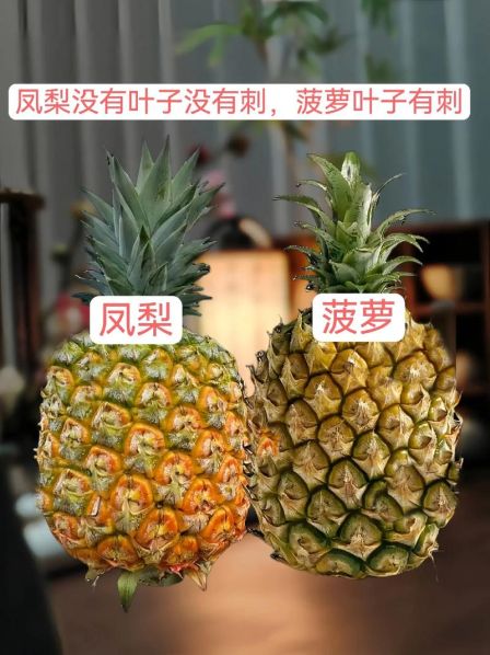 凤梨跟菠萝的区别百度百科 凤梨与菠萝有什么区别