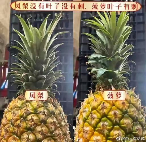 地菠萝和凤梨的区别 波罗和凤梨是一种水果吗