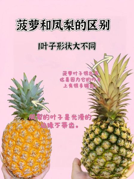 风梨和菠萝的区别图片大全 菠萝和凤梨的营养价值