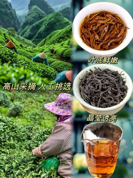 小种红茶和工夫红茶的区别 中小叶种工夫红茶