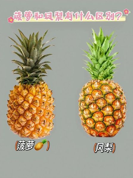 凤梨和菠萝的区别图片 对比分析图 凤梨和菠萝一样吗?有什么区别