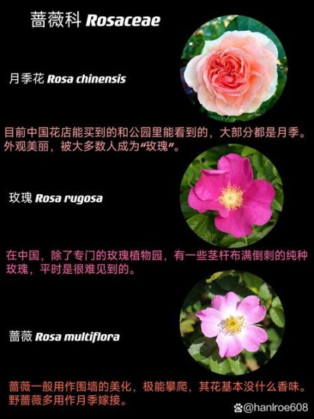 观赏跟欣赏的区别 花是观赏还是欣赏