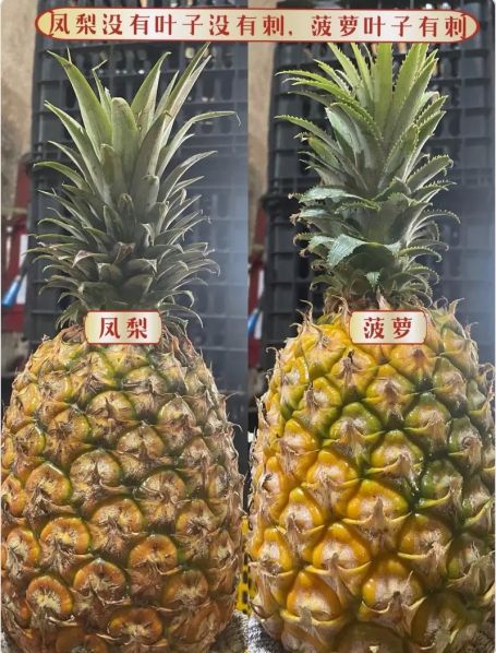 地菠萝和凤梨的区别 波罗和凤梨是一种水果吗