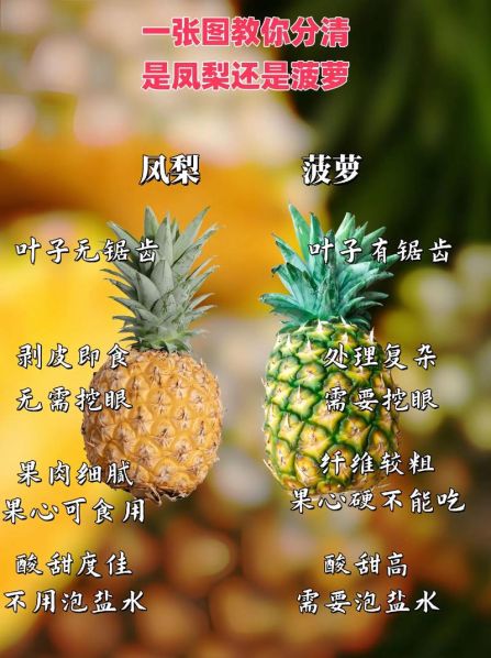 菠萝和凤梨的区别图片展示 菠萝与凤梨怎么区别