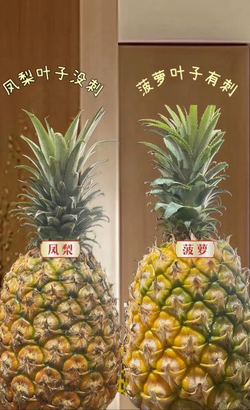 凤梨和菠萝的区别哪个贵 凤梨和菠萝哪个好