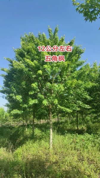 红枫和五角枫的区别 红枫和五角枫哪个好