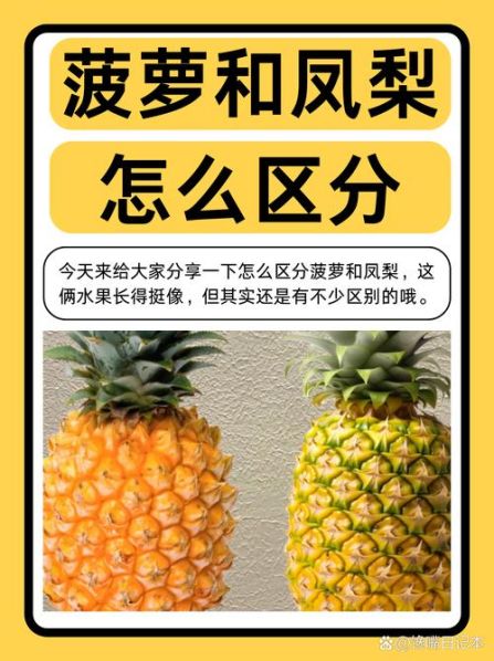 风梨和菠萝的区别图片大全 菠萝和凤梨的营养价值