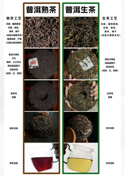 熟普洱茶和生普洱茶的区别和作用 生茶和熟茶的区别功效