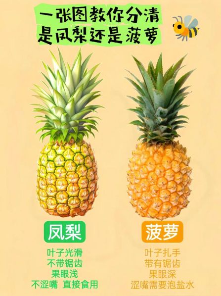 凤梨和菠萝的区别百度百科图片 凤梨与菠萝的区别在哪