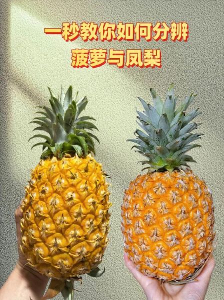 凤梨与菠萝的区别图解 凤梨的功效与作用及禁忌