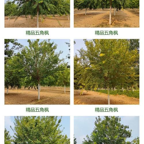 元宝枫与五角枫的区别在 五角枫与元宝枫的区别