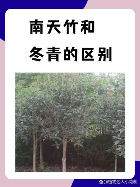 两样和两种的区别 两和俩的区别是什么