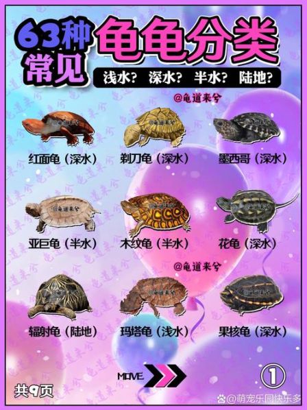 各种龟的价格表大全 龟类品种大全及价格