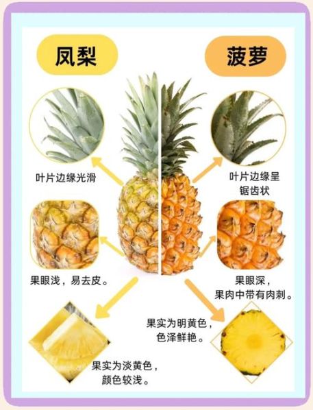 凤梨和菠萝的区别功效与作用 菠萝的营养功效与禁忌