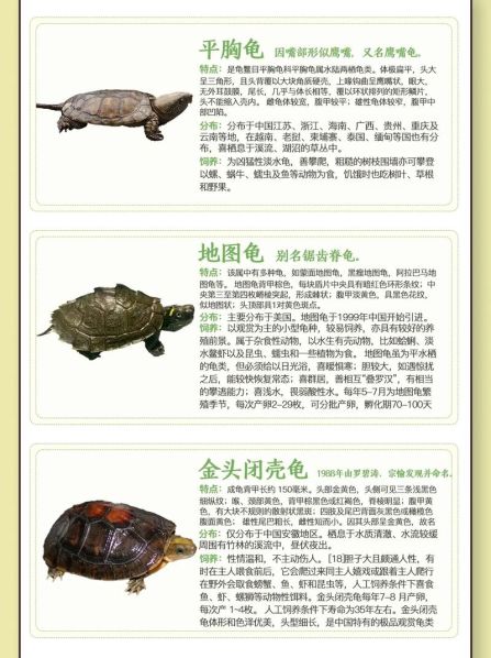 龟的价格排名 各种龟的价格表