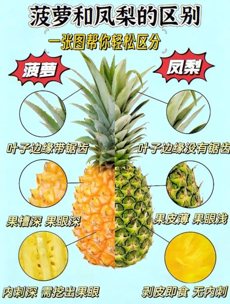 凤梨和菠萝的区别百度百科哪个好推荐 凤梨与菠萝有什么区别