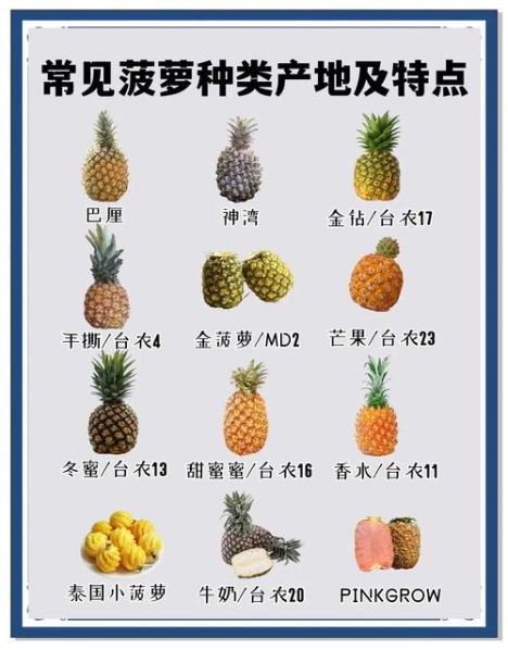 凤梨和菠萝的区别图片文字分析 凤梨和菠萝有什么不同