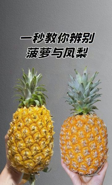 菠萝与凤梨的区别图片及价格 凤梨和菠萝价格差多少