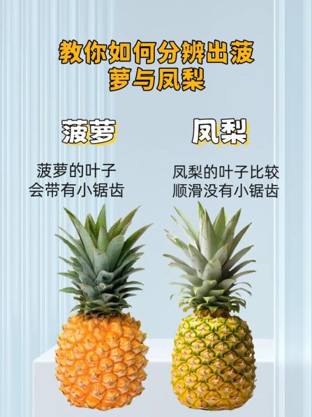 菠萝和凤梨的区别图片 对照 凤梨和菠萝的区别在于哪里