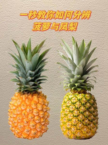 凤黎和波萝的区别 凤梨和菠萝哪个更好吃