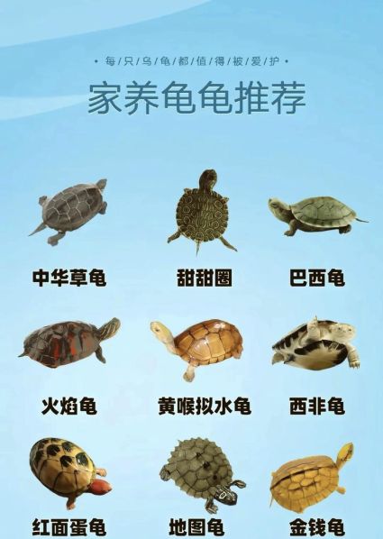 各类龟的价格对比：各类龟的价格对比图