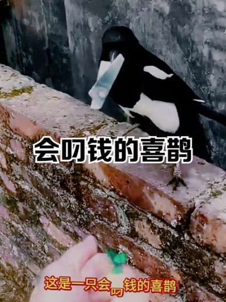衔和叼的区别:叼和衔有什么区别