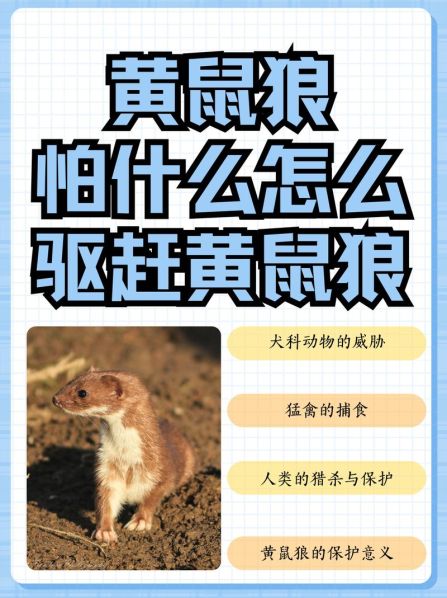 抓黄鼠狼最好的方法是：抓捕黄鼠狼的方法