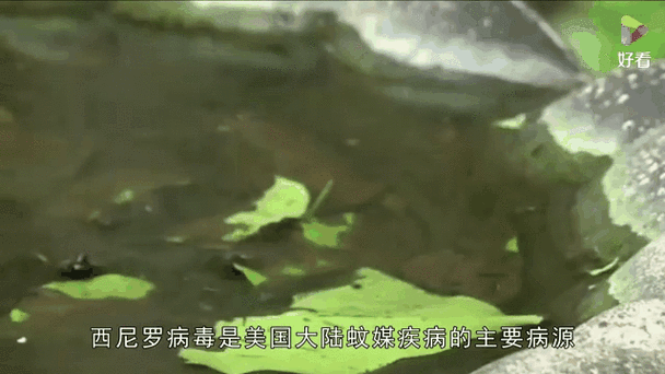 官方:本轮疫情病毒为德尔塔变异株(德尔塔变异株是什么病毒)